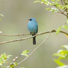 Verditer Flycatcher
